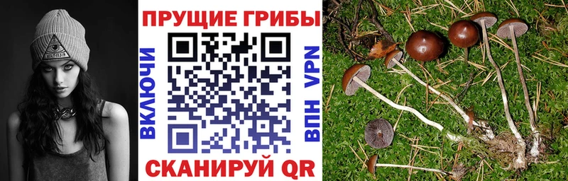 Галлюциногенные грибы Cubensis  Азов 
